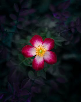 Close-up of a blooming flower with vibrant red and white petals, surrounded by lush foliage in a summer garden.