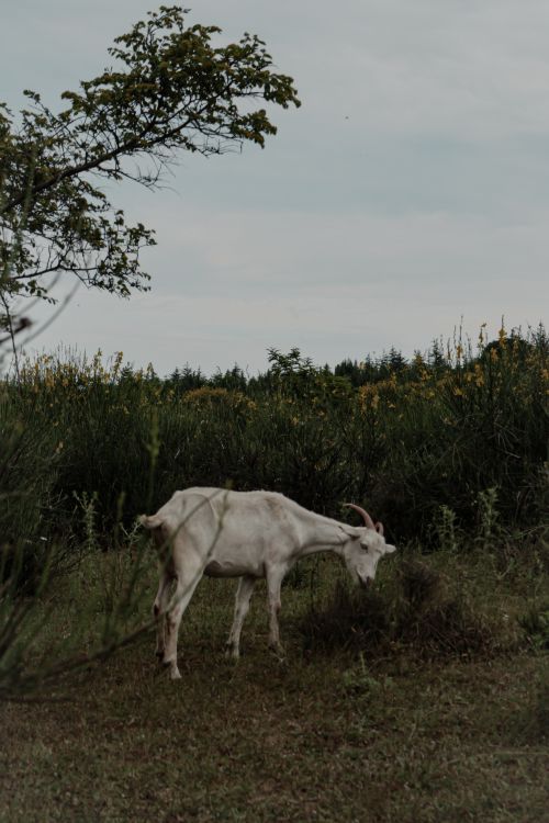 Free A white goat peacefully grazing in a rural pasture, surrounded by lush greenery. Stock Photo