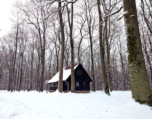 Fotobanka s bezplatnými fotkami na tému les, sneh, zima