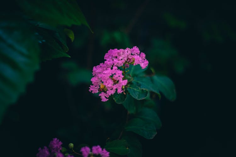 Bush With Pink Flowers