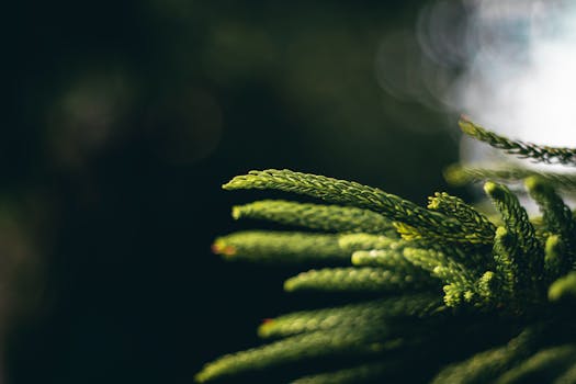 Image by Kacper Lepieszka