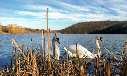 Free stock photo of beauty in nature, swan, swan lake