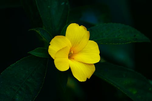 Foto profissional grátis de aumento, delicado, flor amarela