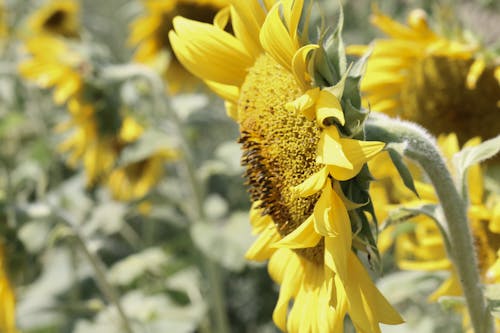Shallow Focus Photography of Yellow Sunflower