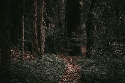 Free A serene footpath through a dense forest with lush green foliage, perfect for nature enthusiasts. Stock Photo