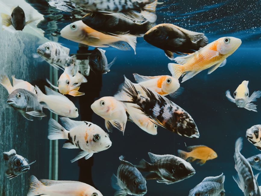 A colorful array of fish swimming in an aquarium displaying diverse patterns and colors.
