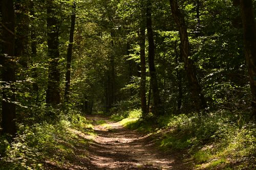 Free Tranquil forest pathway surrounded by lush green trees. Perfect summer day for a peaceful walk. Stock Photo