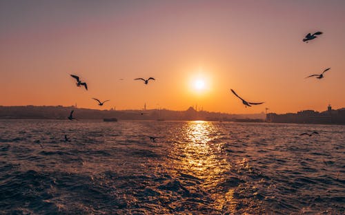 Silhouettes of a Flock of Seagulls and a City Over the Bosphorus Strait at Sunset