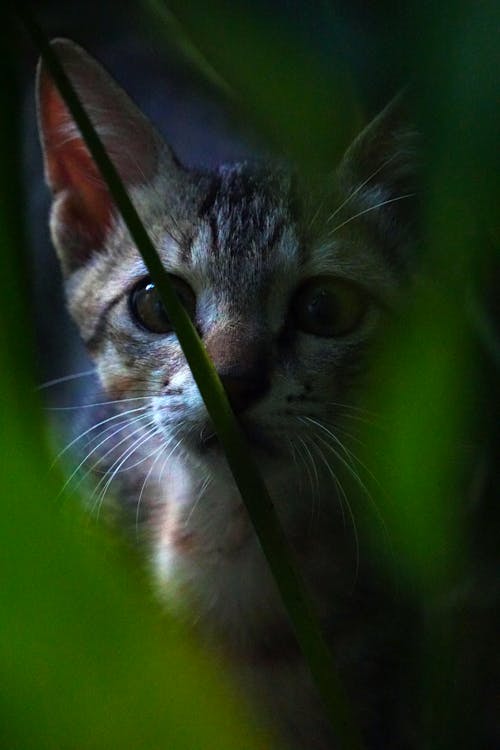 Foto profissional grátis de espreitar, gatinho, gato