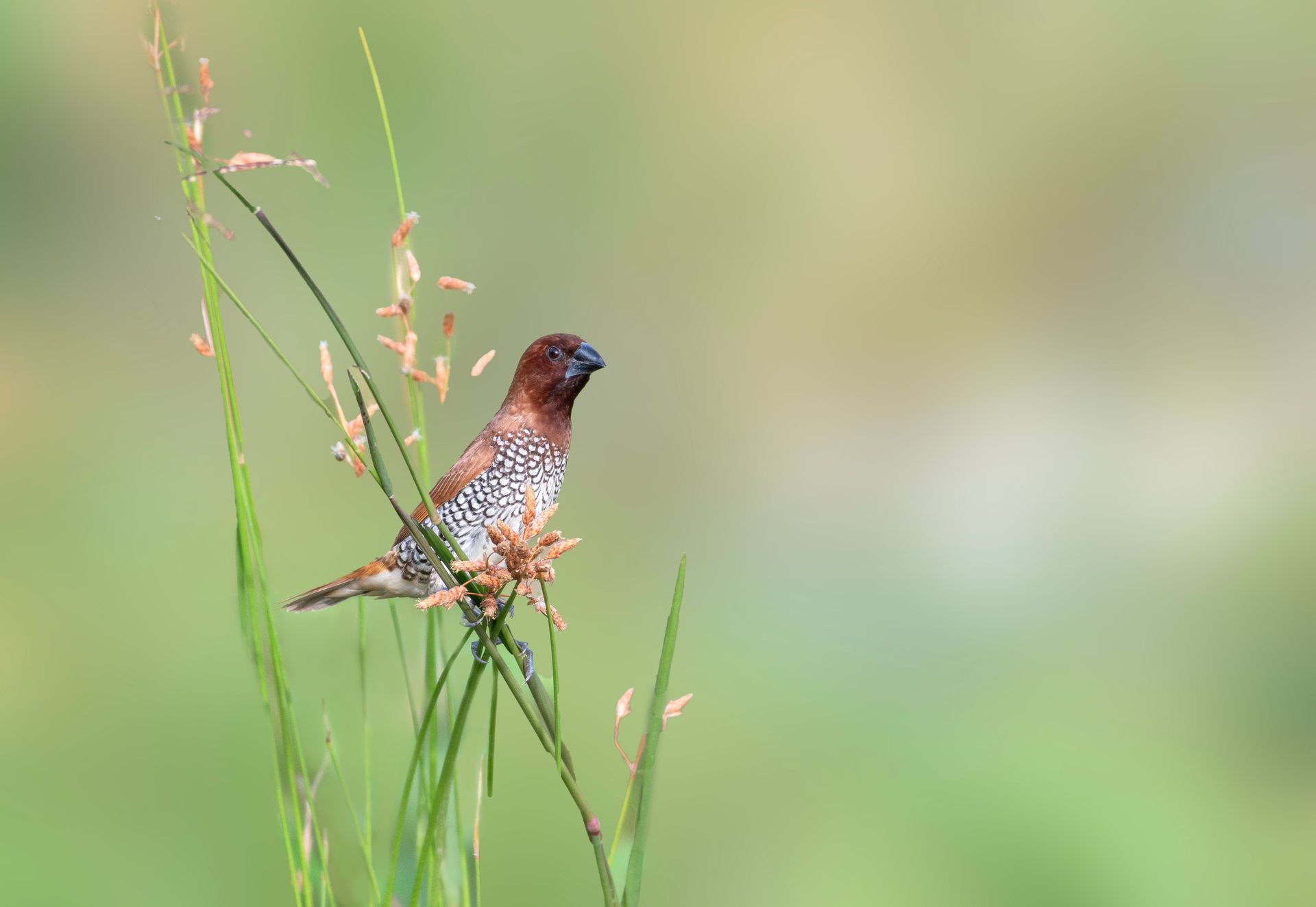 Close-up of a scaly-breasted munia perched on a slender grass stalk against a soft green background.