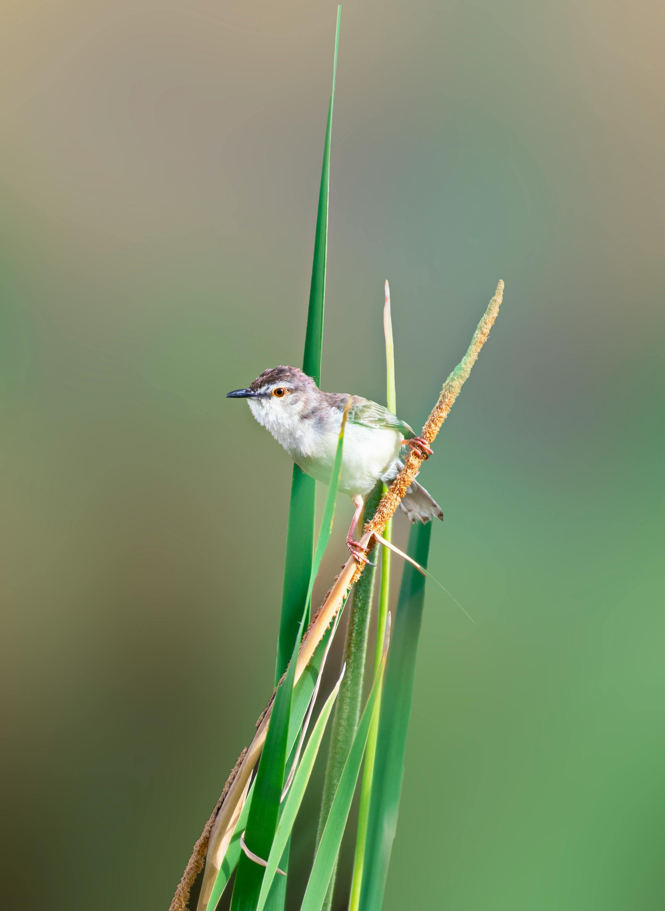 Lazy Bird Photos, Download The BEST Free Lazy Bird Stock Photos & HD Images