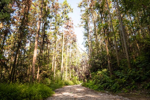 Fotos de stock gratuitas de bosque, camino de tierra, fondo de pantalla
