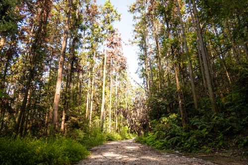 Free A tranquil dirt road meanders through a vibrant summer forest, bordered by lush ferns under a bright blue sky. Stock Photo