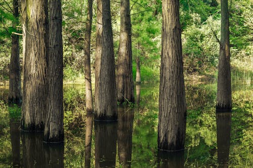 Trees in Lake