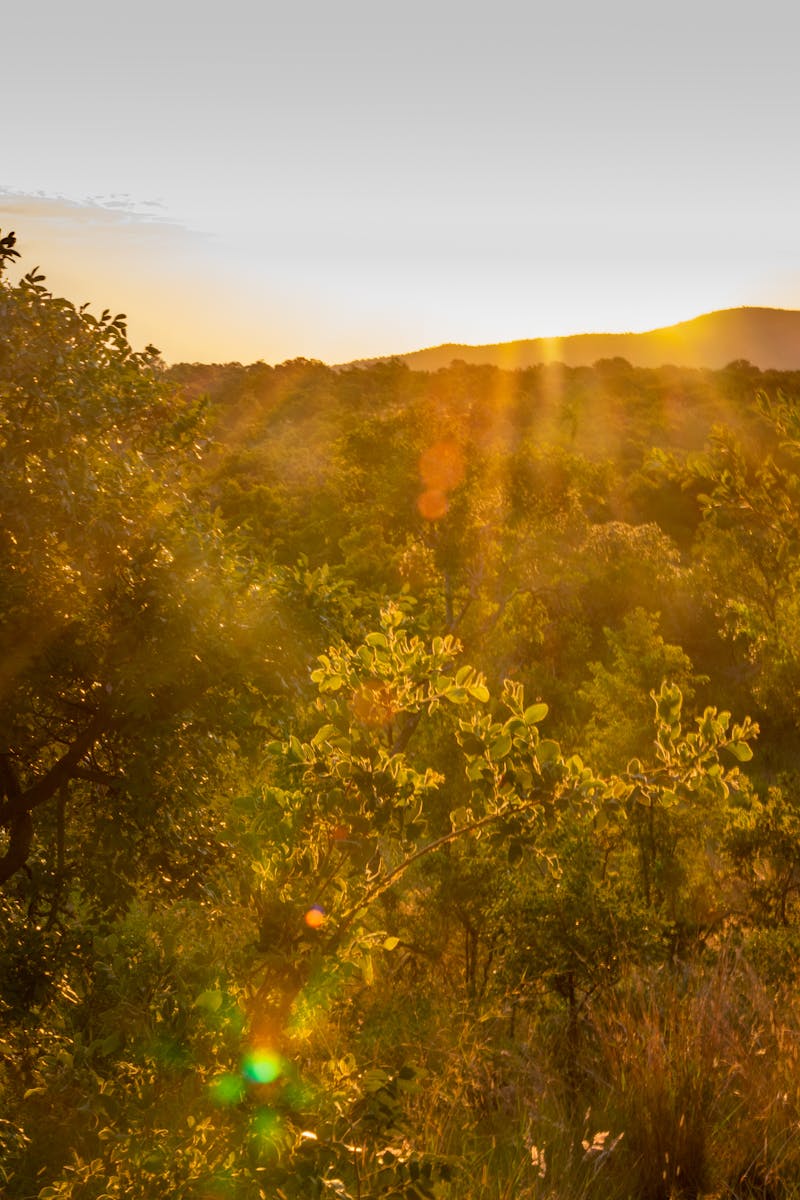 Kır Çiçekleri Rüyası