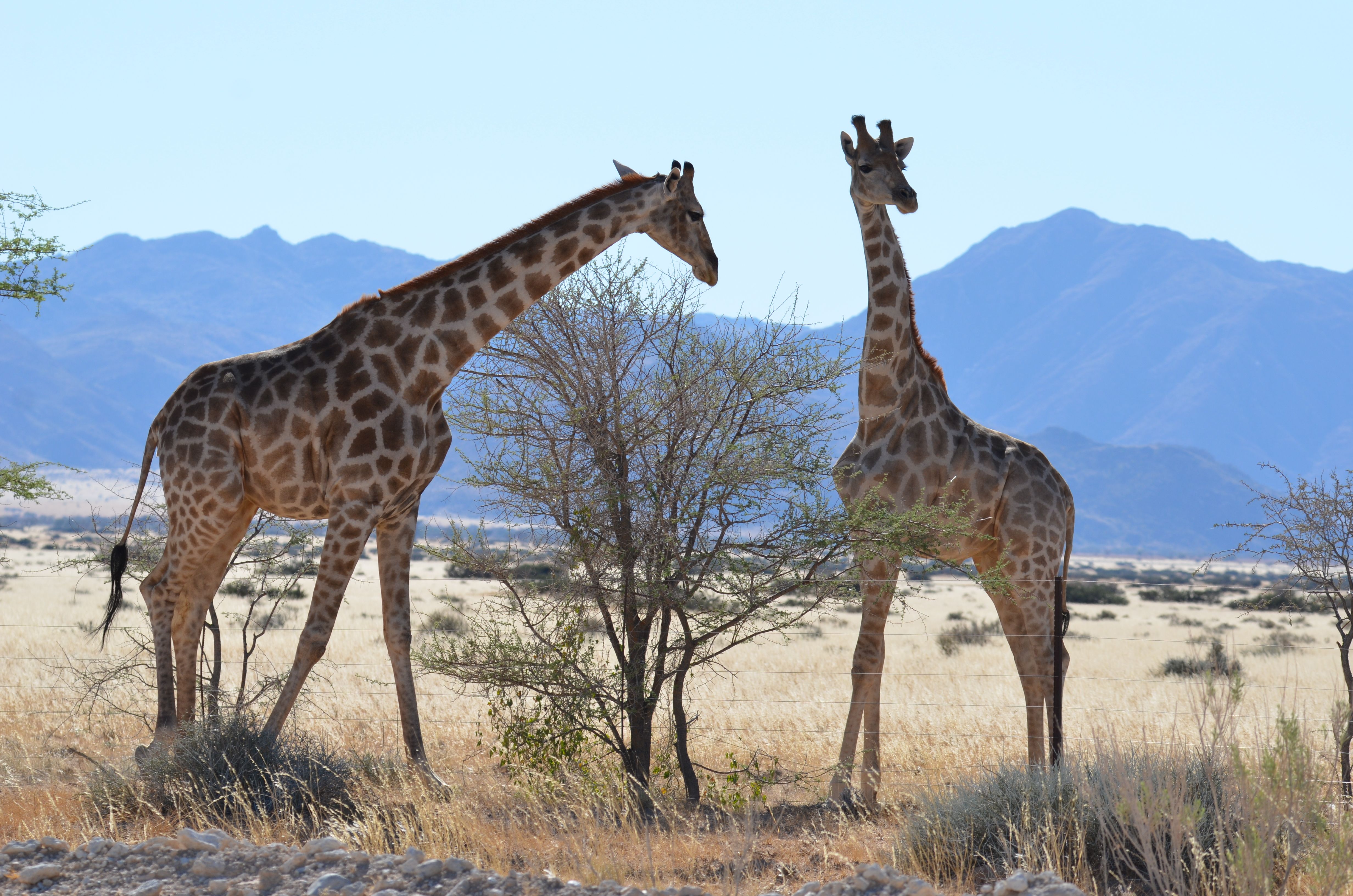 Two giraffes standing in the savannah at Sesriem, Namibia, with mountains in the background.