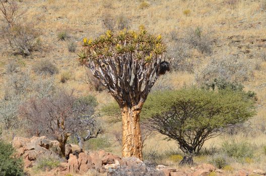Quiver Tree and Bushes Growing at a Hill Foot