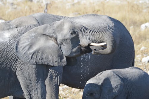 Elephants with a Calf Drinking Water