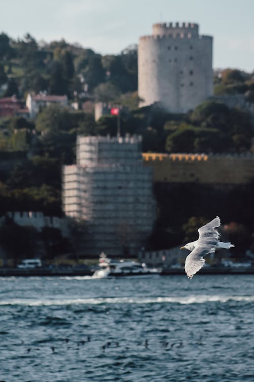 Seagull over Bosphorus Strait in Istanbul