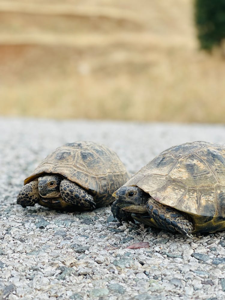 Two Cute Steppe Tortoises