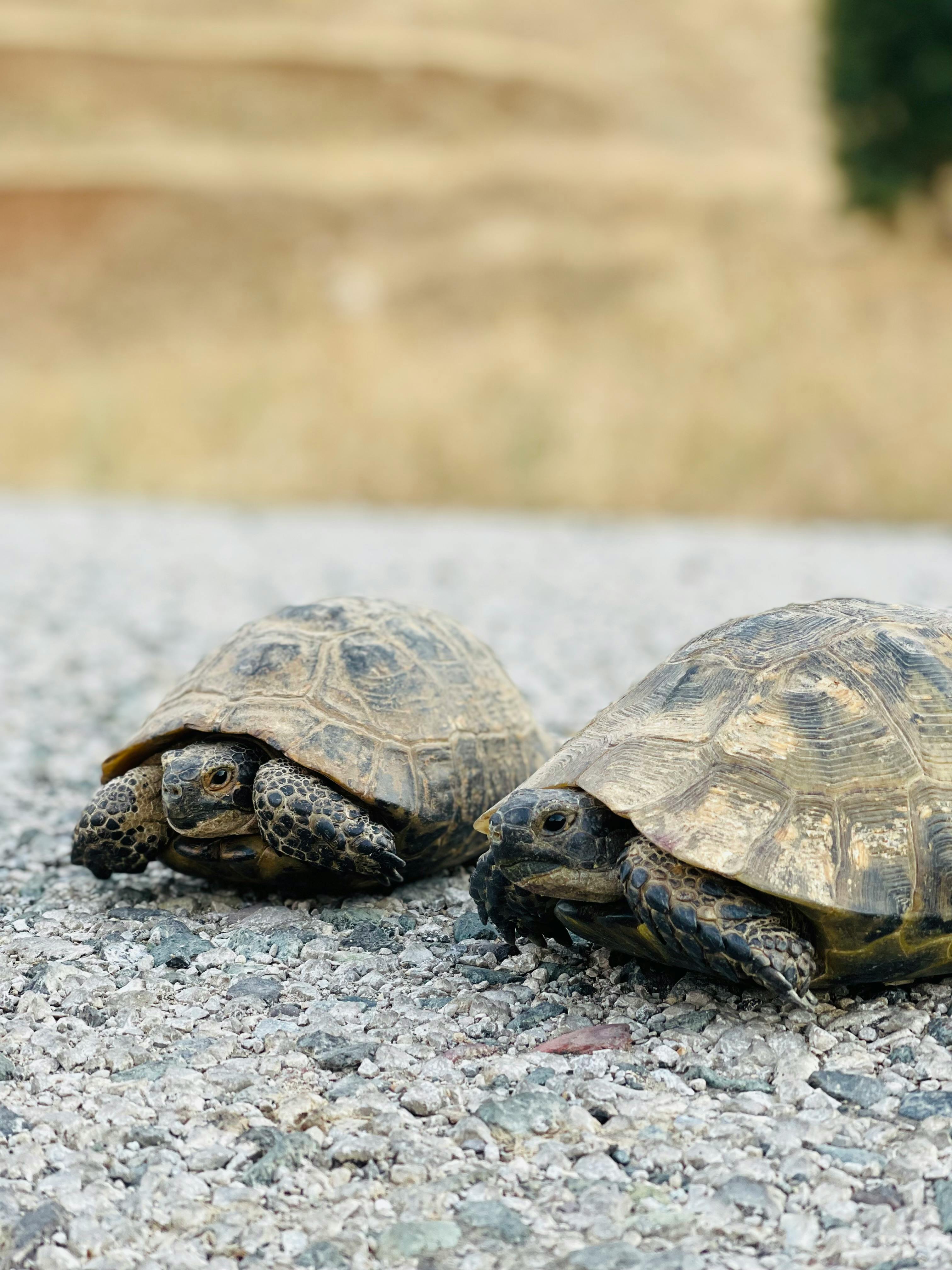 Turtles Sitting on Rock in Water · Free Stock Photo