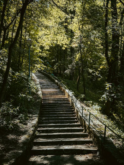 Foto d'estoc gratuïta de arbres, caducifoli, estiu