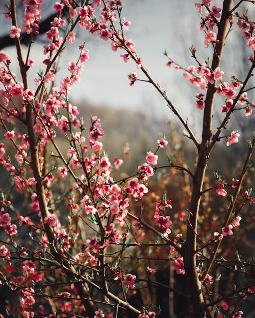 Foto stok gratis belukar, bunga-bunga merah muda, cabang