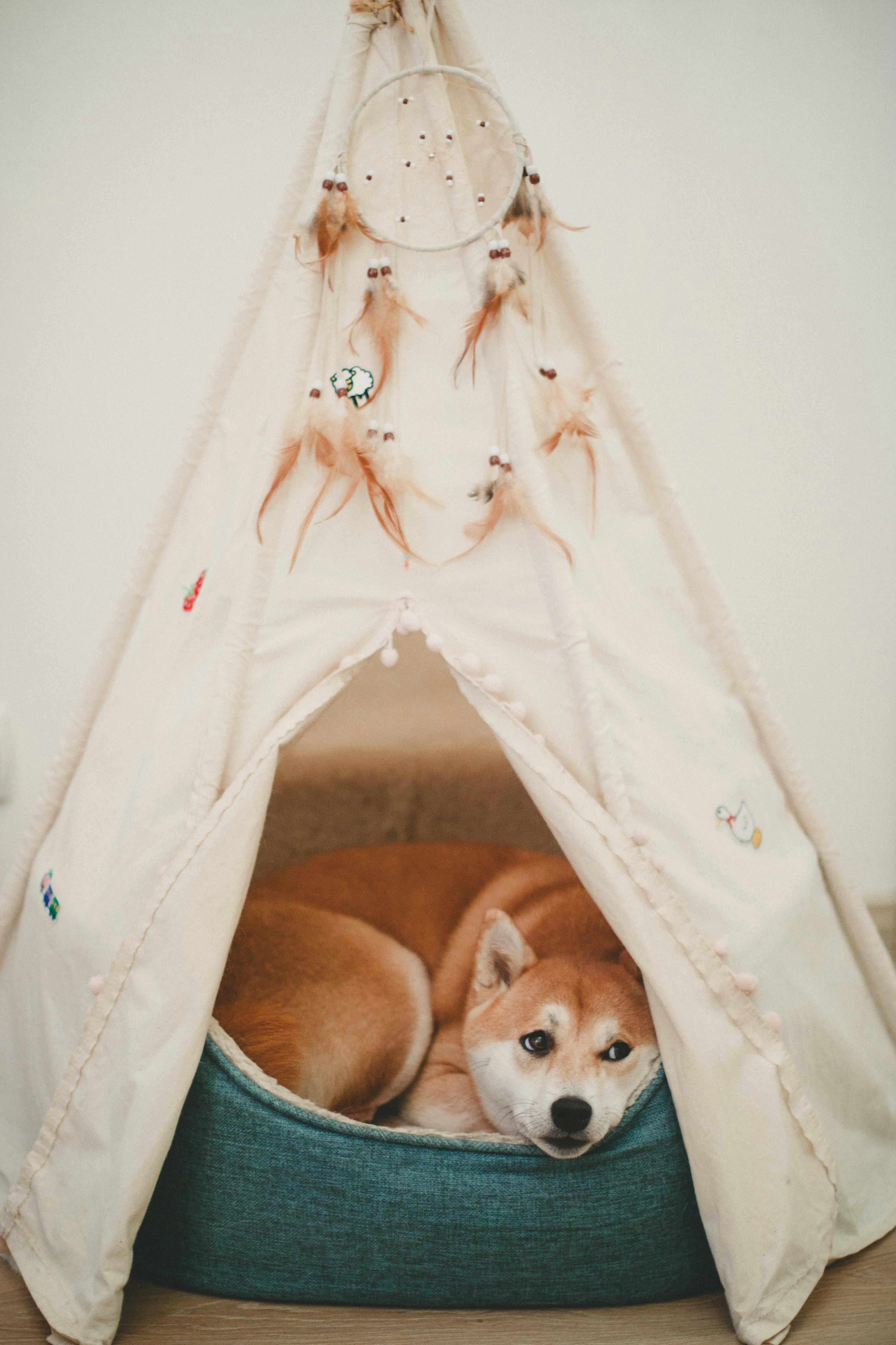 photo of shiba inu lying in bed