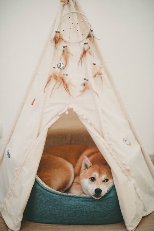 Zdjęcie Psa Leżącego Na łóżku