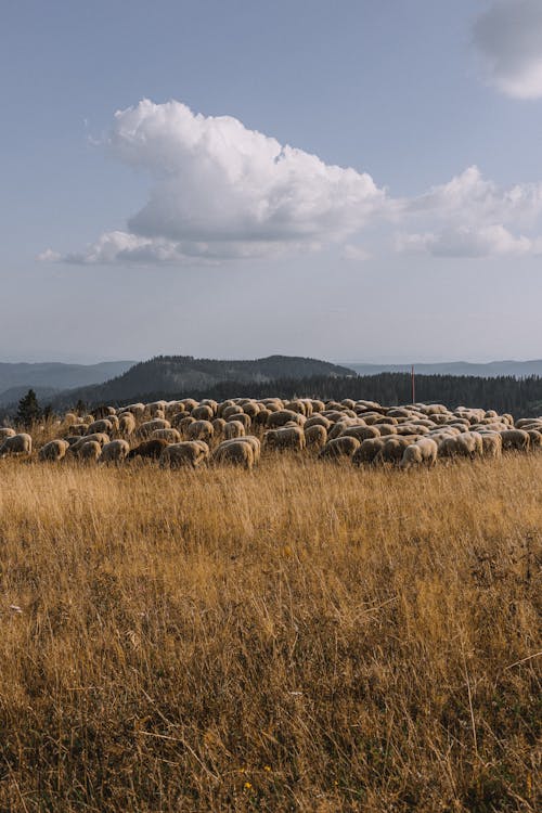 A Flock of Sheep on the Pasture