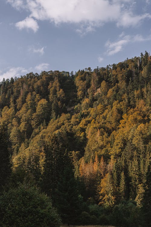 Gratis stockfoto met bladeren, bomen, Bos