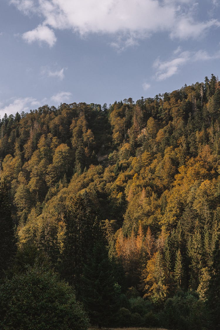 View Of A Dense Forest On A Hill