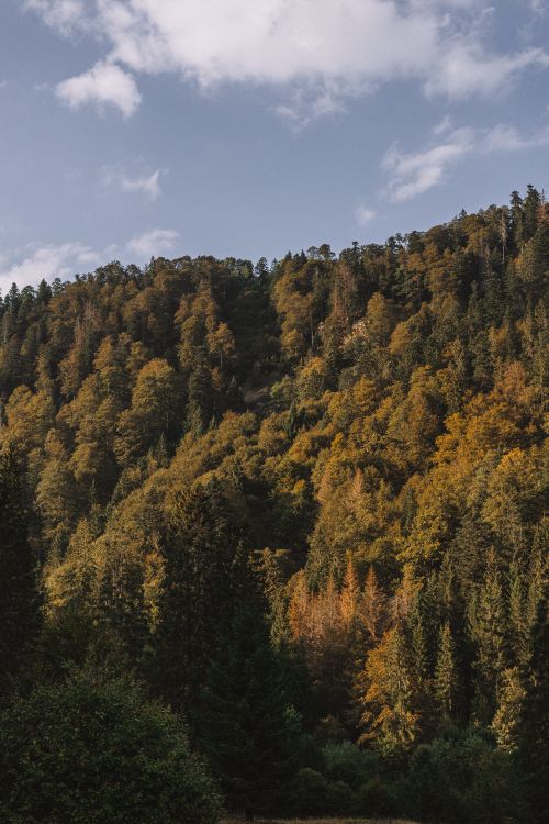 Free Tranquil autumn landscape of a dense forest on a hill under a clear sky. Stock Photo