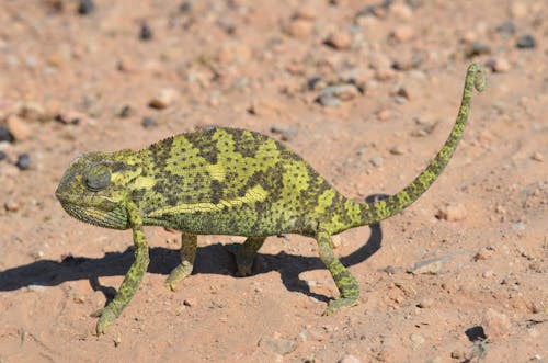 Close-up of a Chameleon on a Sandy Surface