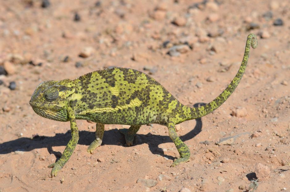 Discovery of Four New Chameleon Species Highlights Mozambique’s Unique Biodiversity ‘Sky Islands’