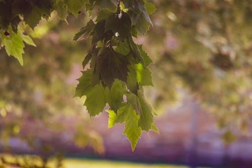 Free stock photo of fall colors, green leaves