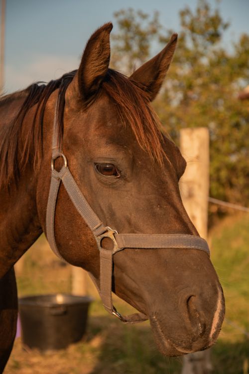 Free A detailed close-up of a horse on a Hungarian farm at sunset. Stock Photo