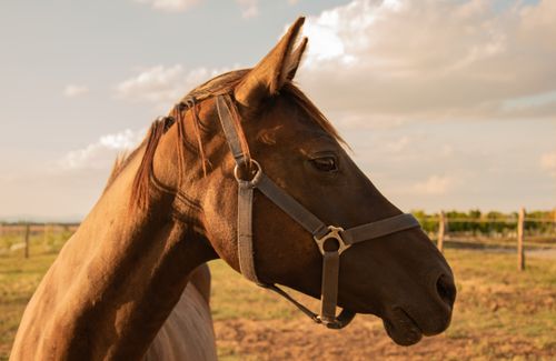 Free Profile portrait of a horse standing in a rural Hungarian field during a sunny day. Stock Photo