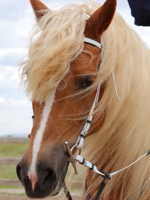 Free Close-up of a beautiful brown horse with a golden mane and bridle in an outdoor setting. Stock Photo