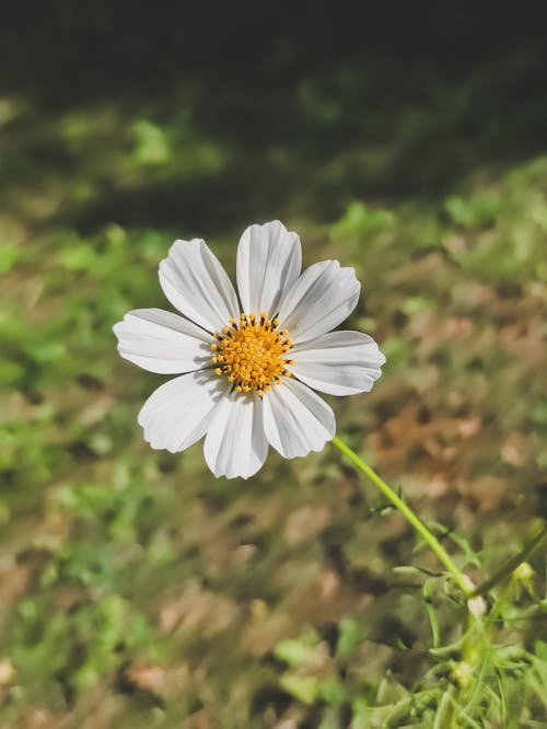 Fotobanka s bezplatnými fotkami na tému biela, flóra, hracie pole