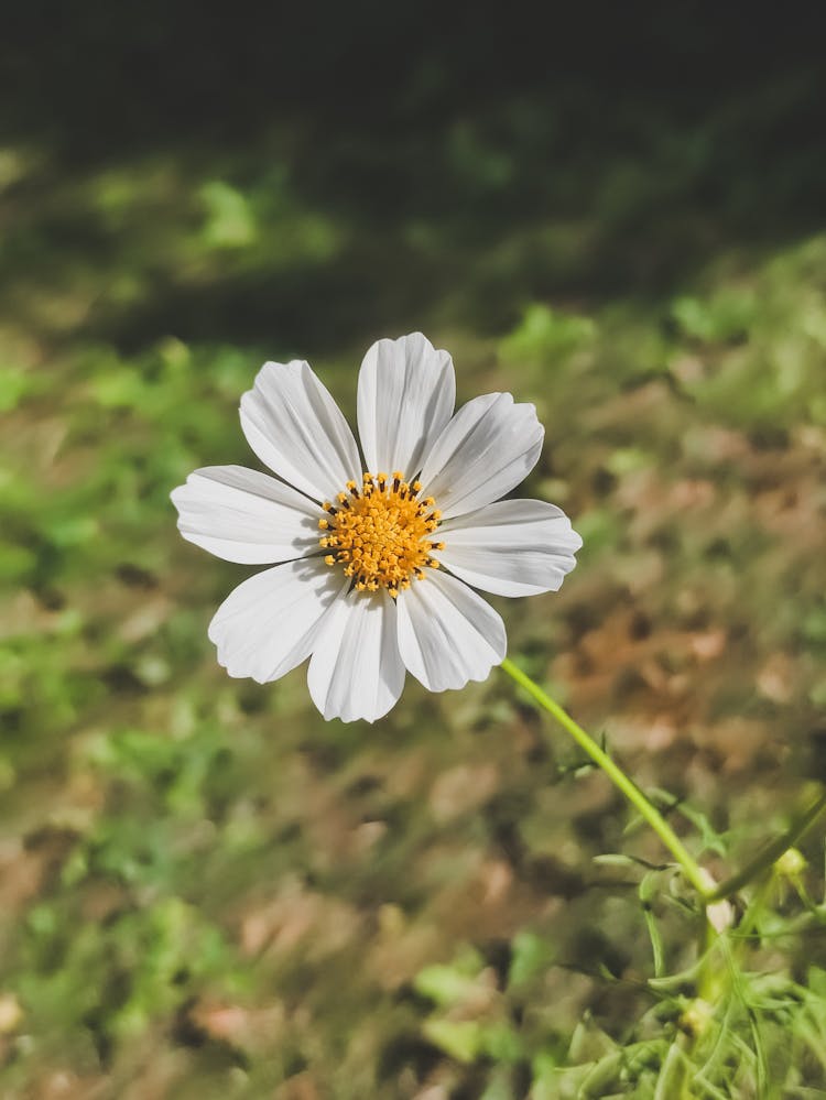 Little White Flower On A Field