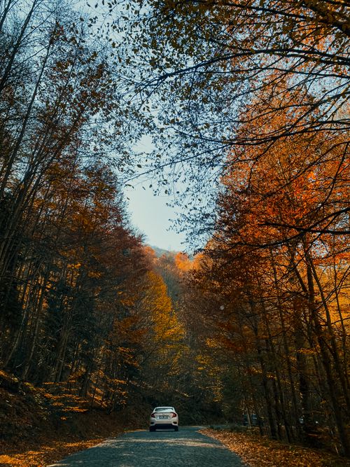 Free White car driving through a scenic forest road covered in autumn leaves. Stock Photo