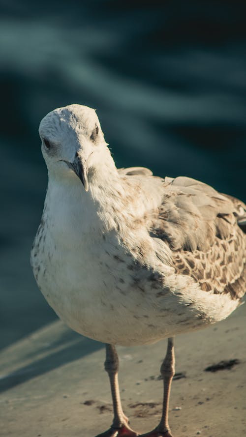 Closeup of a Seagull