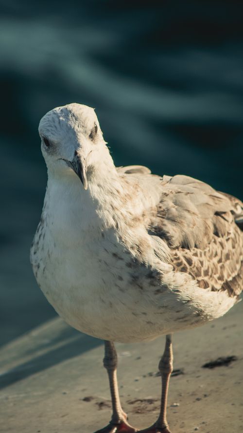 Free Close-up of a seagull by the Bosphorus, capturing nature's beauty in Istanbul. Stock Photo