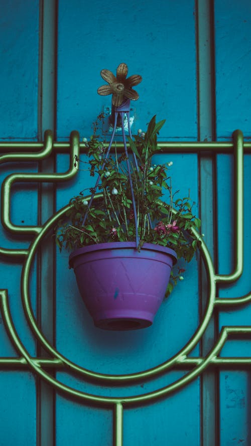 Plant in Flowerpot on Wall