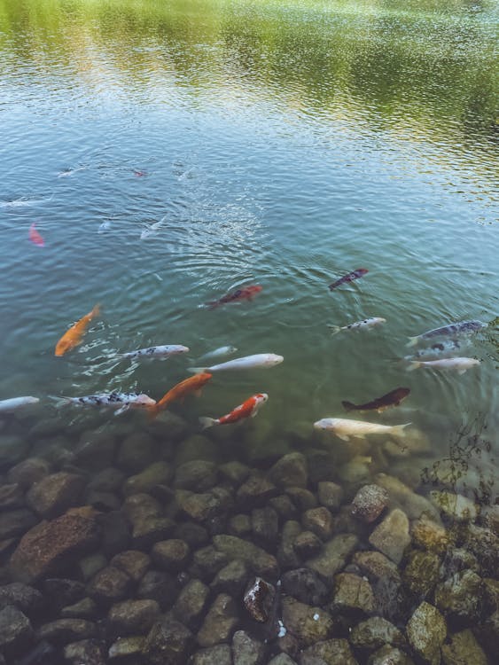 Shoal Of Decorative Fish In Koi Pond