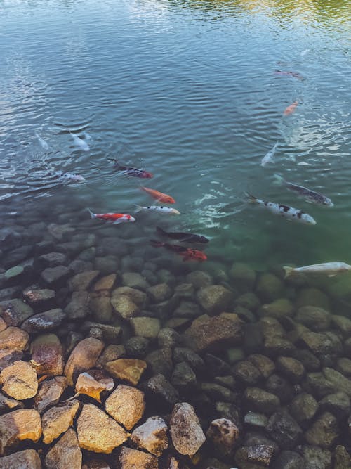 Shoal of Brocaded Carps in a Pond