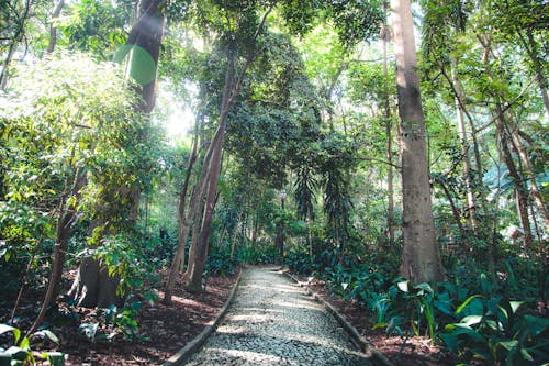 Pathway Underneath Trees