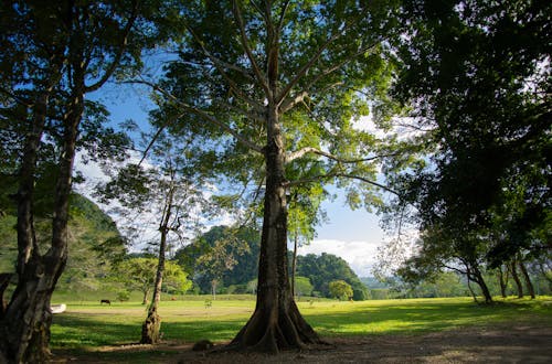 ağaç gövdeleri, ağaçlar, alan içeren Ücretsiz stok fotoğraf
