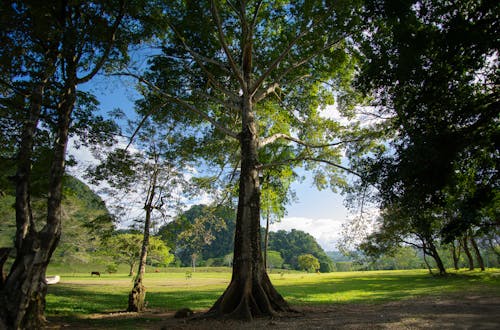 Wide Angle View of a Green Landscape with Trees